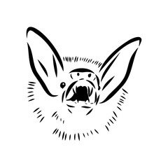 Bat engraving hand drawn illustration