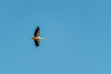 Soaring lonely stork against background of a blue clear sky without clouds. Concept of living life while in a permanent state of loneliness, lifestyle, search for a worthy companion, close in spirit