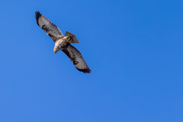 Mäusebussard
