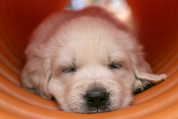 Sleeping Puppy