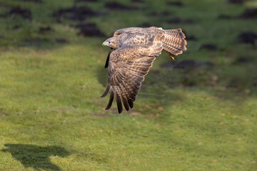 Bussard