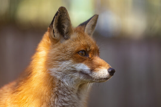 Rotfuchs