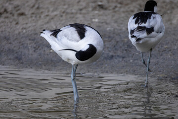 S&auml;belschn&auml;bler