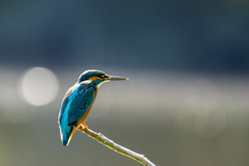 Eisvogel