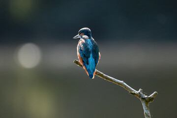 Eisvogel