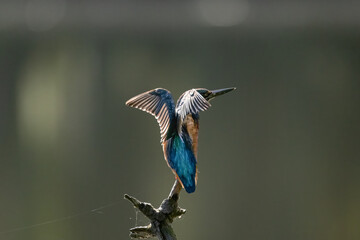 Eisvogel
