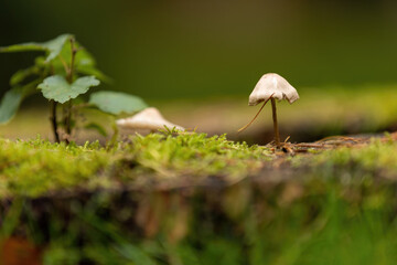 Pilzlandschaft
