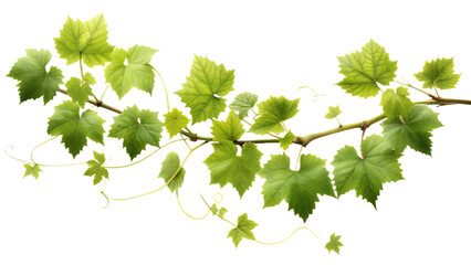 Vine , white background, no shadows, high resolution,