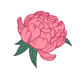 Japanese peony blossom, vintage style drawing. Detailed floral bud, delicate petals. Elegant beautiful blooming flower. Realistic hand-drawn vector illustration isolated on white background