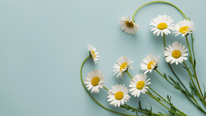 Daisies on Soft Blue Background