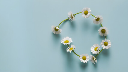 Daisies on Soft Blue Background