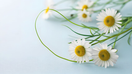 Daisies on Soft Blue Background