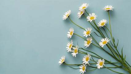 Daisies on Soft Blue Background