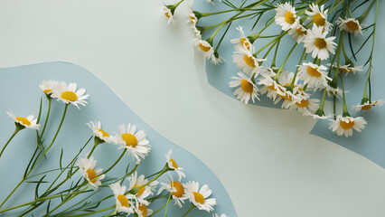 Daisies on Soft Blue Background