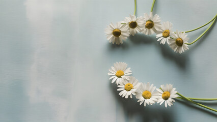 Daisies on Soft Blue Background
