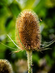 A web covered teasel head in the sunshine (Southampton, England)