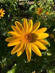 yellow flower in the garden