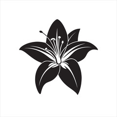Lily Black And White Vector Images