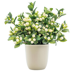 White Jasmine Flowers in Pot isolated on transparent background, perfect for floral design, botanical art, and nature-themed decorations