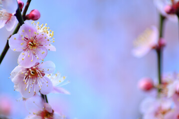 春の梅の花のクローズアップ