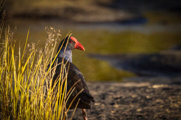 A purple swamphen peeking out from behind a sunlit patch of grass on the rocky river bank of the Severn River early in the morning at Glen Aplin in the granite belt in Queensland, Australia.