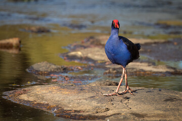 A purple swamphen stands on a granite rock and looks around regally and calmly at its environment on the Severn River at Glen Aplin in the granite belt in Queensland, Australia.