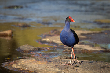 A purple swamphen with its bright red facial features struts boldly and regally across a granite rock in the Severn River at Glen Aplin in the granite belt in Queensland, Australia.