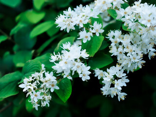 白いウツギ（空木・ウノハナ・卯の花）