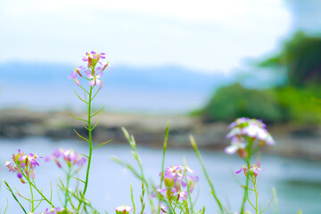 海辺に咲いたハマダイコン