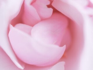 ピンクのバラの花びら