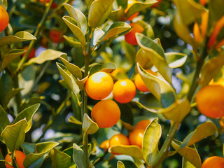 たわわに実った金柑（キンカン）