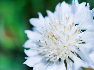 白いヤグルマギク（矢車菊）の花