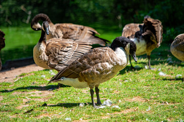 Kanadagänse im Nürnberger Tierpark-Entspannte Gruppe auf der Wiese im Zoo Nürnberg