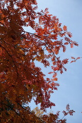 Sky and autumnal foliage of Sorbus aucuparia  in mid October