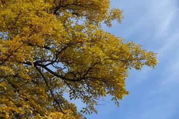 Sky and autumnal foliage of mulberry tree in mid October