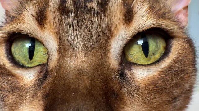 Curious green cat eyes closeup. Funny cute purebred Bengal cat fluffy muzzle macro shot. Beautiful face kitten brown white with black spots little leopard happy pet looksing at owner camera with love