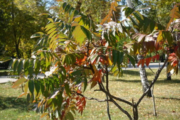 Reddish green autumnal foliage of Rhus typhina in October