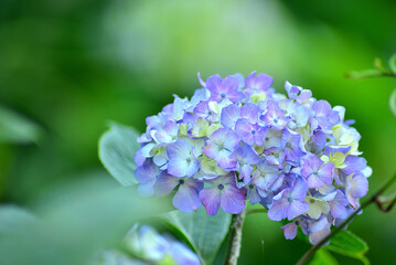 梅雨の季節に咲くアジサイの花