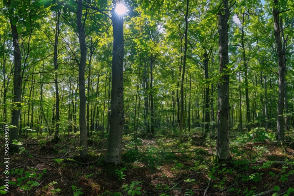 Poster a serene scene of sunlight shining through the treetops in a woodsy area, perfect for backgrounds or