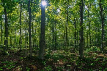 Fototapeta premium A serene scene of sunlight shining through the treetops in a woodsy area, perfect for backgrounds or nature-inspired compositions