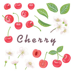 Cheries Fruit vector element set. Isolated, on white. Botanical elements for design, cover, wedding cards, party invitation, backdrop
