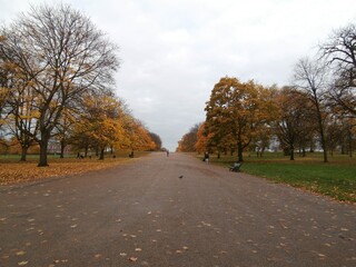 Londra viale alberato autunnale suggestivo