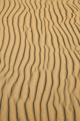 Desert sand background of a Curonian Spit dune