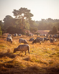 Heide - Landschaft Lavendel - Münsterland