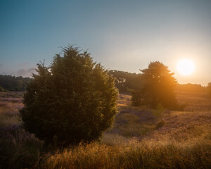 Heide - Landschaft Lavendel - Münsterland