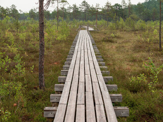 Fototapeta premium Wooden footpath in a forest park. The walk is long and narrow, with trees on either side. Scene is peaceful and serene. Outdoor walking area design to enjoy and preserve nature environment.