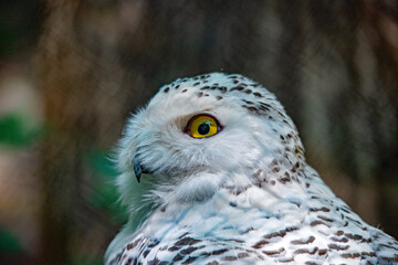 Schnee-Eule im Nürnberger Tierpark-wachsamer Blick der arktischen Eule im Zoo Nürnberg
