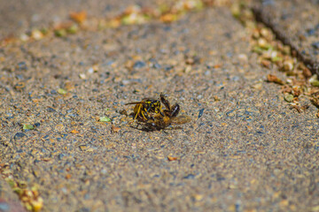 Carnivorous wasp, small black fly smelled, found dead worker bee and are about to eat it. Insects that process corpses of animals, insects, fish and other organisms into simple compounds, scavengers