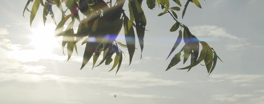Bl&auml;tter von Baum im Gegelicht mit Sonne im Bild Anamorphic Flare
