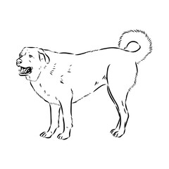Anatolian shepherd vector sketch illustration
